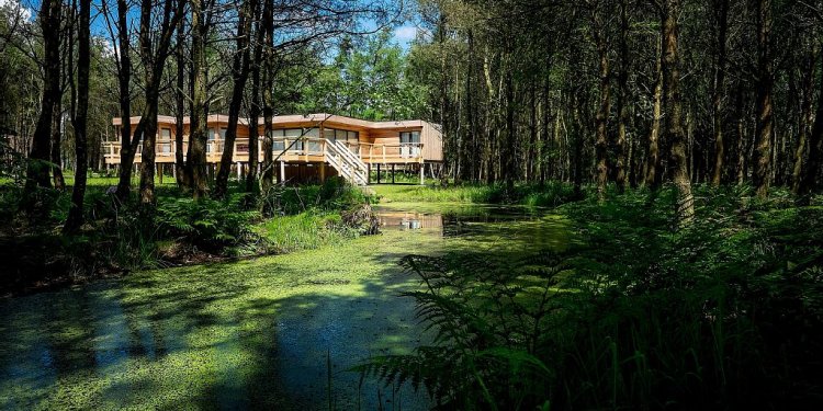 Unique Luxury Treehouses