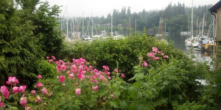 Roses bloom outside the pub in