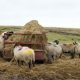 Accommodation in the Yorkshire Dales